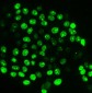 Anti-Ki67 Antibody Picoband™ (monoclonal, 5C7)